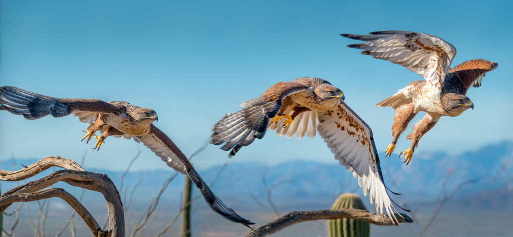 The Hawks are Circling