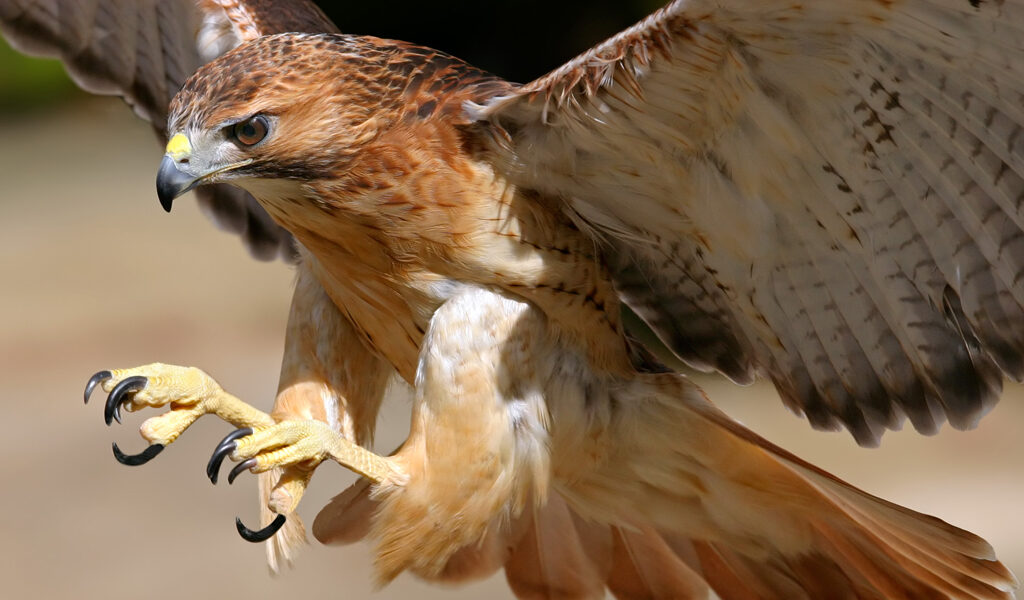 The Hawks are Circling